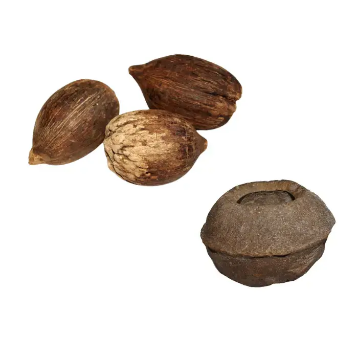 Piassava et spucaja