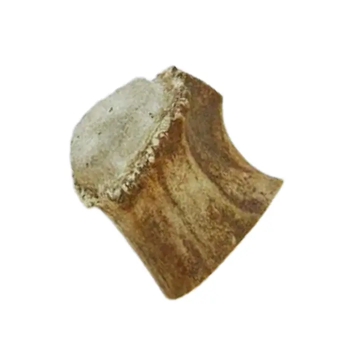 Bois de renne pour fourreau Sami - lame max 85×18 mm
