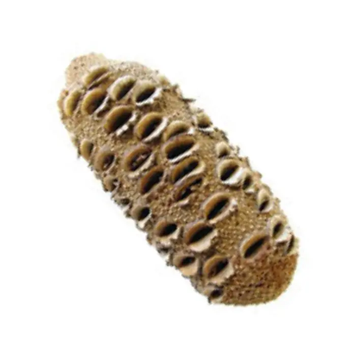 Noix de Banksia Grandis Exceptionnelle - de plus de 1000 g