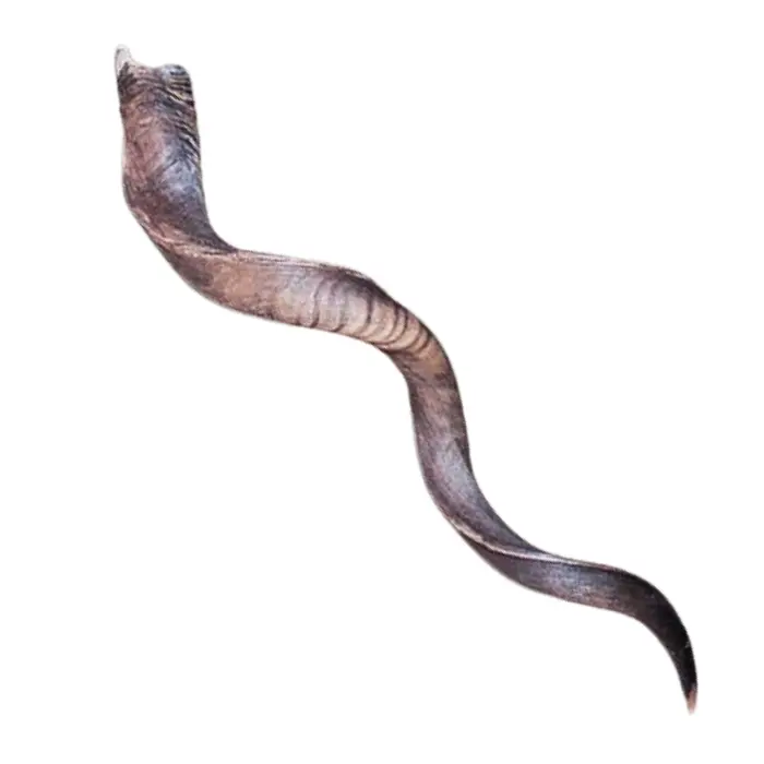 Corne de koudou naturelle env. 90 cm